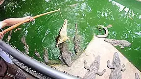 Crocodiles munching and making his amateur Thai GF cum hard